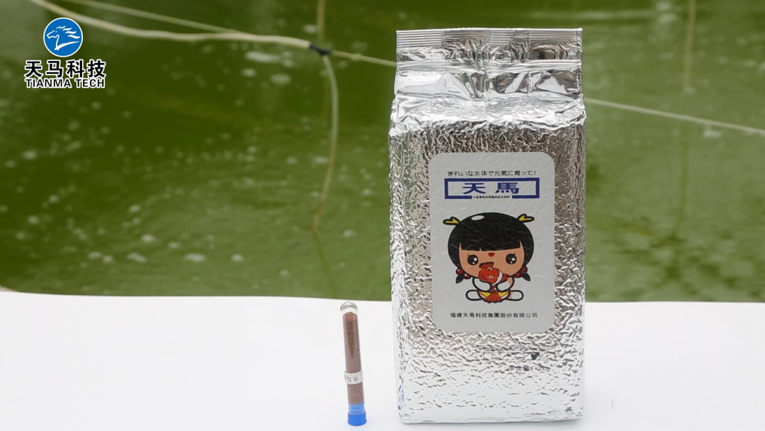 天马鱼贝贝种苗料,惊艳表现,自主研发解决石斑鱼苗驯化难题!