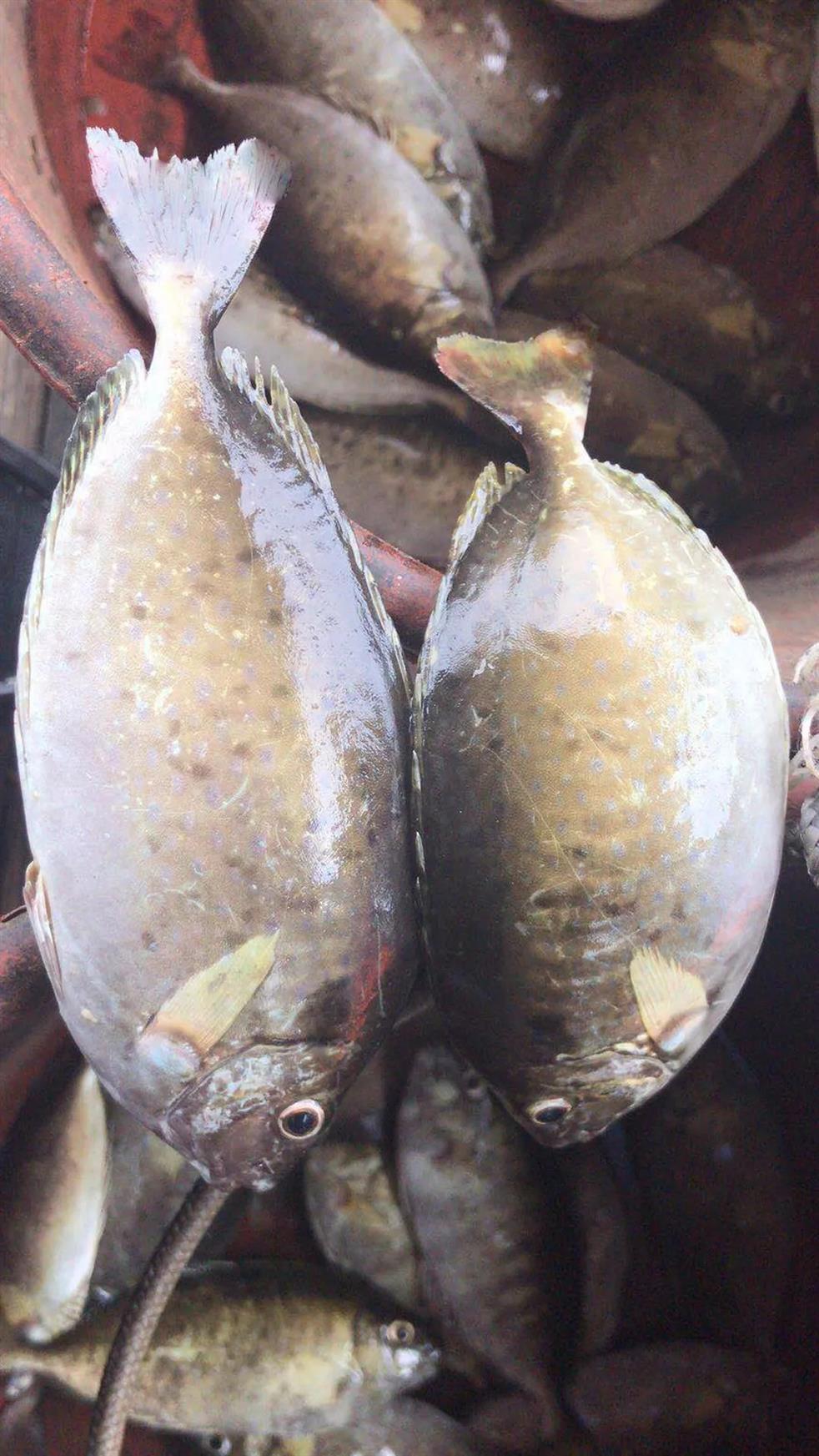 蛋白高长得快条形长体色美天马鑫鱼牌篮子鱼料效果这么好