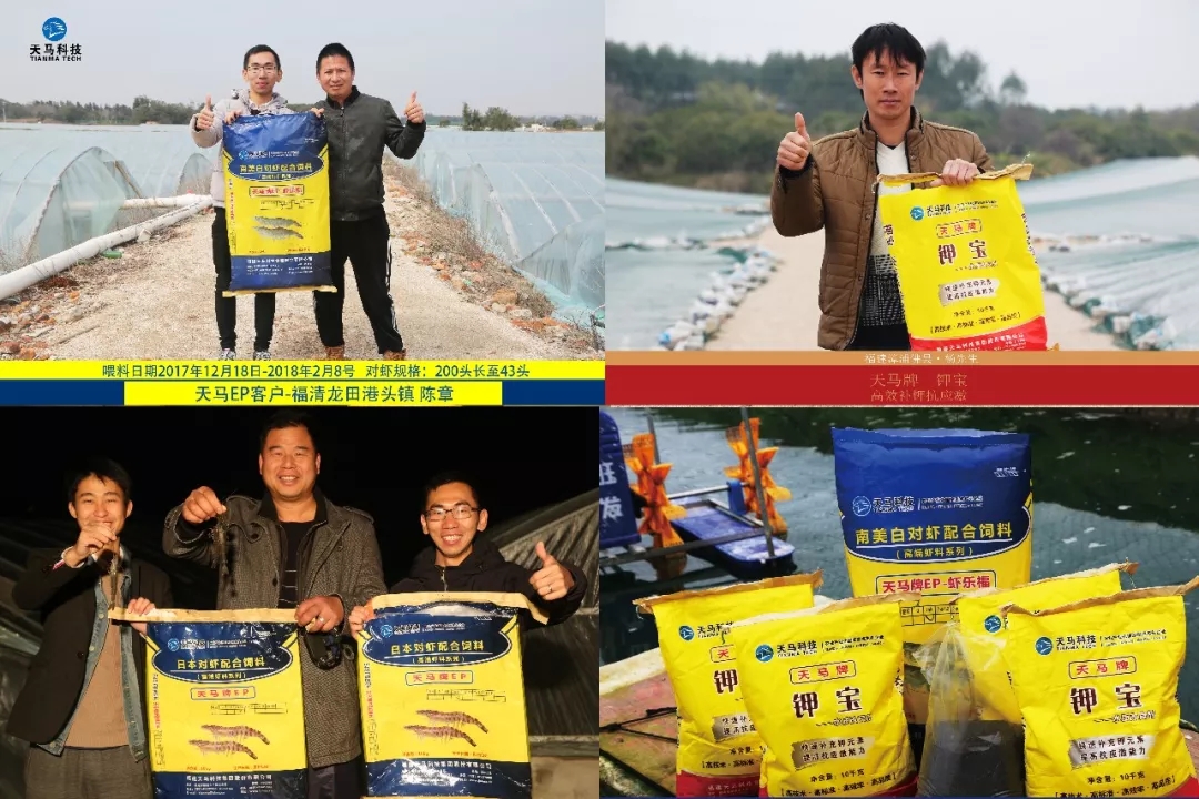 温棚使冬季养虾成为可能而这款饲料让温棚养虾多赚钱成为事实