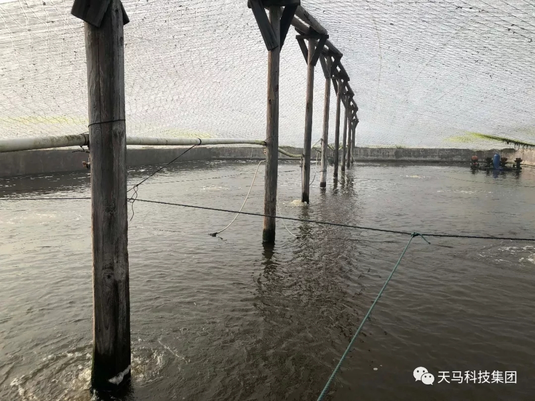 排污口捞起来满满都是虾壳天马这款虾料为高位池养虾带来了新出路