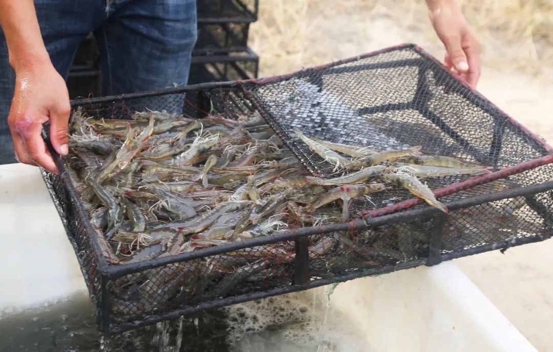 一年赚30万两年80万天马ep高端全熟化虾料助虾农实实在在赚钱