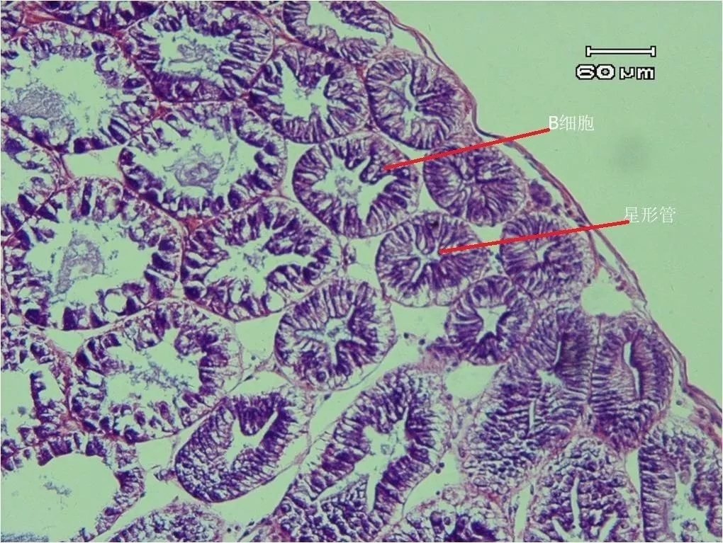 肝小叶饱满,排列紧密有序,星形管腔明显,肝细胞结构完整,细胞数量大