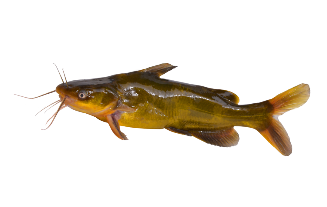 天马黄颡鱼博士健康型饲料让水质更清爽让肝肠胃更健康