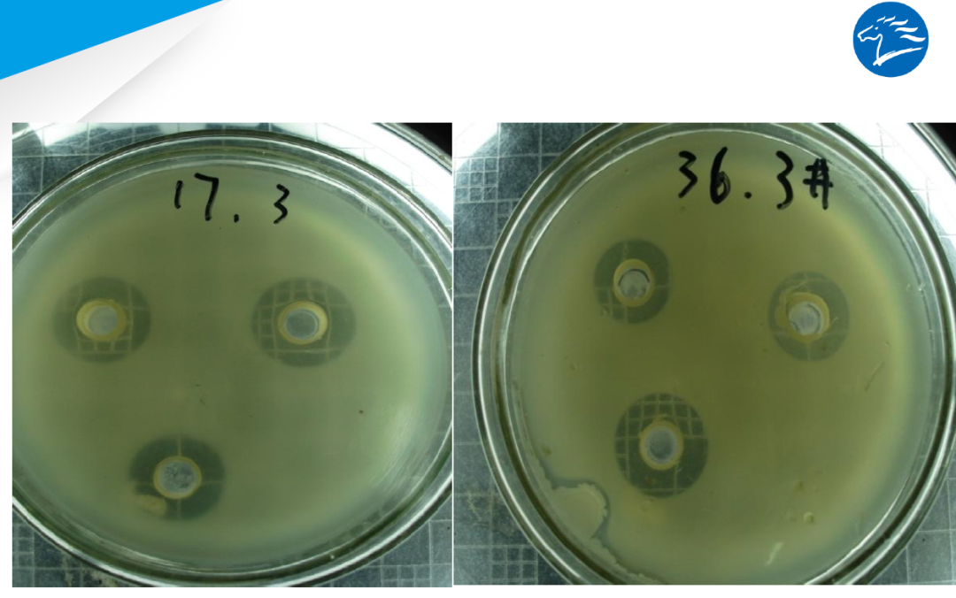 天马鳗乳素业内首创无抗动保模式解决鳗鱼肠炎呵护肝胆健康