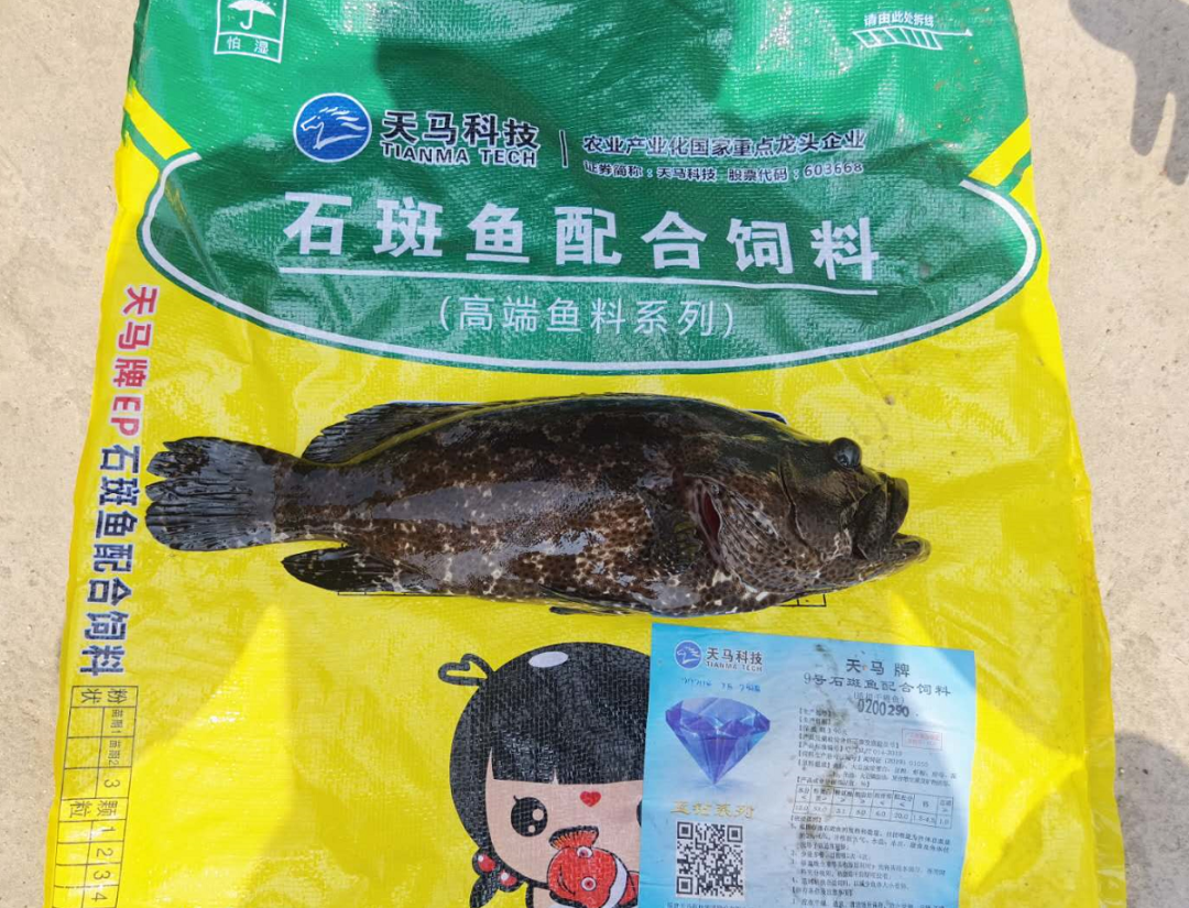 饲料和投饲方面其饲料系数他需要考虑的问题 营养饲料是养鱼管理中自